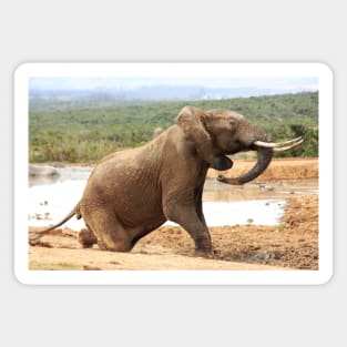 African Wildlife Photography Elephant Rising Magnet